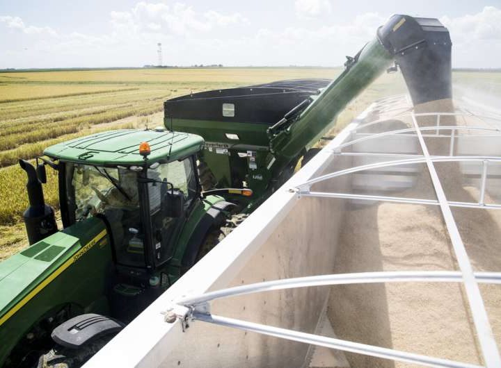Rice processing research points to evolving milling rates as quality factor