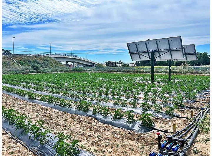 Agrovoltaic systems can save water, generating energy and making tomato cultivation more sustainable at the same time