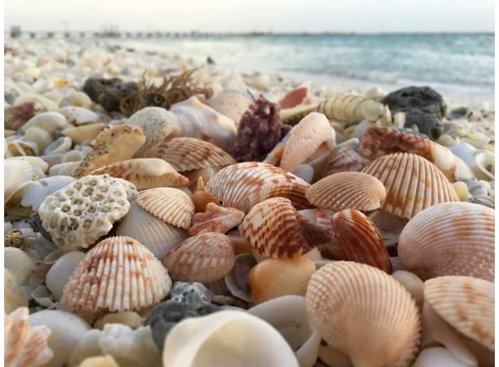 The surprising power of seashells: How oyster waste can recapture rare earth elements