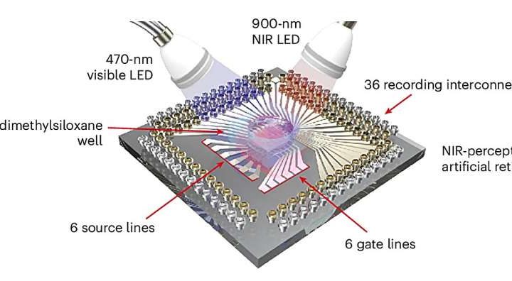 This artificial retina doesn’t just aim to restore sight—it opens a hidden channel of vision
