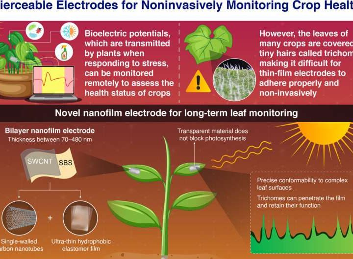 Towards smarter agriculture: Durable nanofilm electrodes for monitoring leaf health
