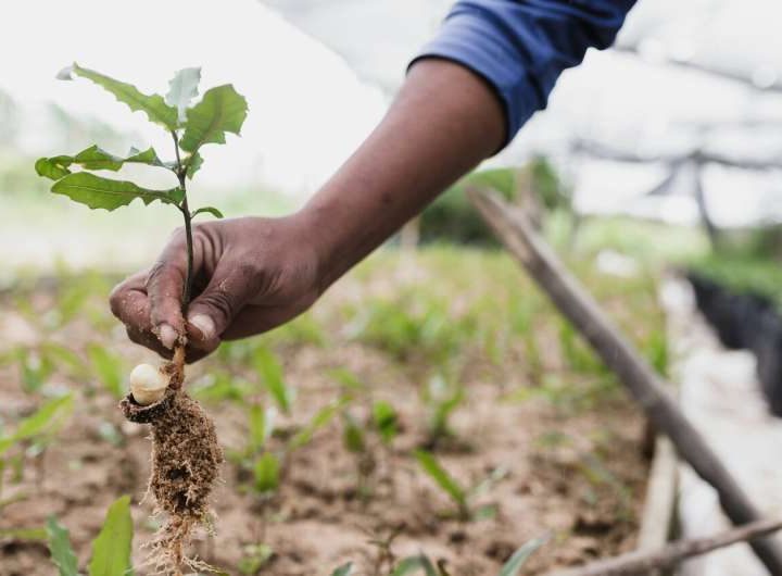 Planting trees to remove carbon can harm the environment or protect it: Study highlights trade‑offs