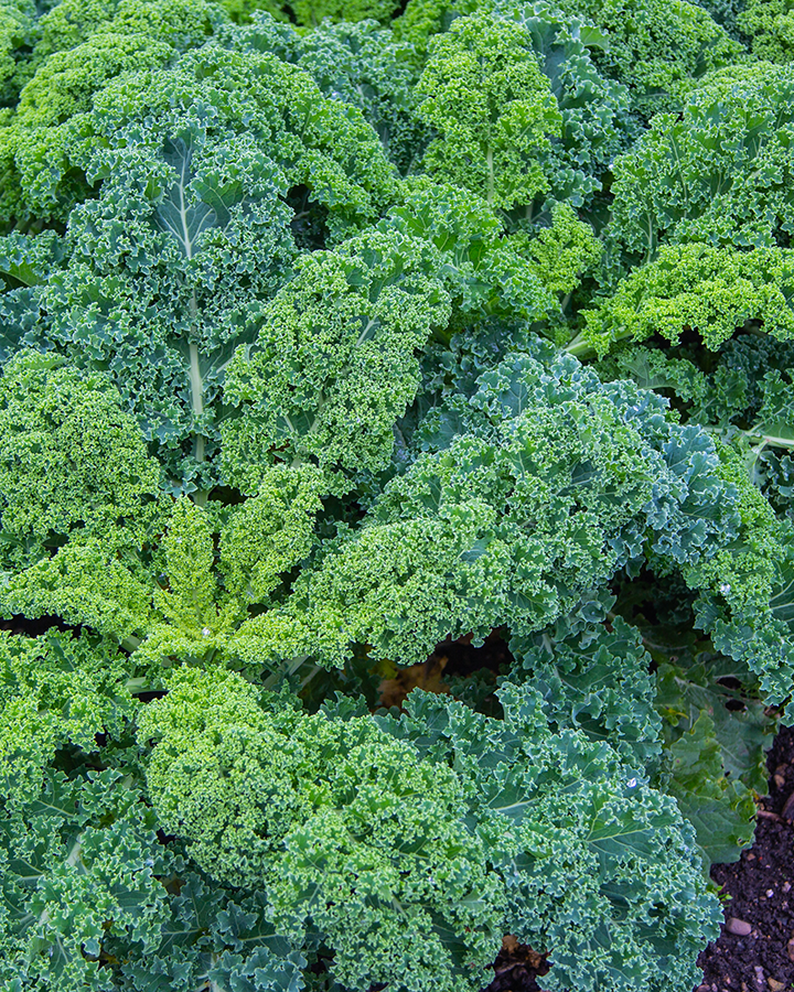 Leafy vegetables could ‘mine’ toxic yet valuable metals from soil